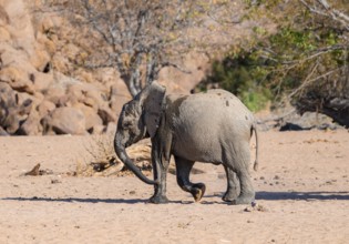 Juvenile African elephant (Loxodonta africana), desert elephant, near the Hoanib River, Damaraland,