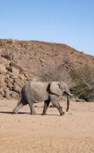 African elephant (Loxodonta africana), desert elephant, near the Hoanib River, Damaraland, Kunene