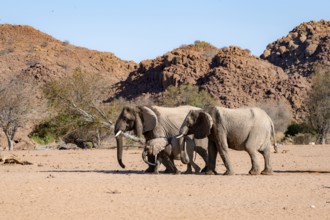 Two African elephants (Loxodonta africana) with young, desert elephant, near the Hoanib River,