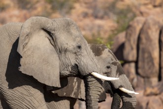 Two African elephants (Loxodonta africana), desert elephant, near the Ugab River, Damaraland,