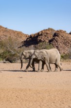 Two African elephants (Loxodonta africana), desert elephant, near the Hoanib River, Damaraland,