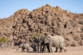 Herd of elephants with young, African elephant (Loxodonta africana), desert elephant, near the