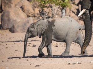 Elephant with young, African elephant (Loxodonta africana), desert elephant, near the Hoanib river,