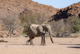 African elephant (Loxodonta africana), desert elephant, near the Ugab River, Damaraland, Kunene
