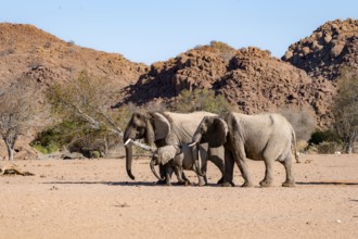 Two African elephants (Loxodonta africana) with young, desert elephant, near the Ugab River,