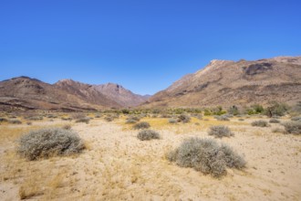 Desert landscape with Brandberg, Erongo, Damaraland, Namibia