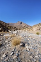 Tsisab Gorge, White Lady Trail, desert landscape, Brandberg, Erongo, Damaraland, Namibia
