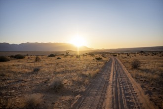 Sandy track, desert landscape in the evening light at sunset, backlit, Brandberg, Erongo,
