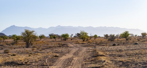 Sandy track, desert landscape, Brandberg, Erongo, Damaraland, Namibia