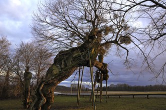 Natural monument Kasberger 1000 year old lime tree, summer lime tree (Tilia platyphyllos) with