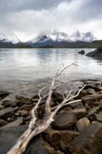 Cloudy mountain range Cuernos del Paine, dead branch on the shore of the blue lake Lago Pehoe in