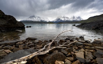 Cloudy mountain range Cuernos del Paine, dead branch on the shore of the blue lake Lago Pehoe in