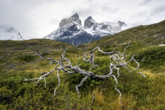 Enchanted dead trees, Cuernos del Paine mountain range in autumn, Torres del Paine National Park,