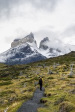 Hikers on a hiking trail to the Mirador de los Cuernos, Cuernos del Paine mountain range in autumn,