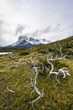 Enchanted dead trees, Cuernos del Paine mountain range in autumn, Torres del Paine National Park,