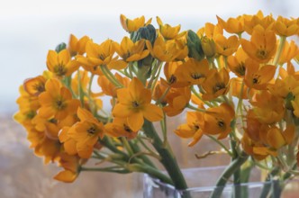 Ornithogalum dubium (Ornithogalum dubium) in a glass vase, Münsterland, North Rhine-Westphalia,