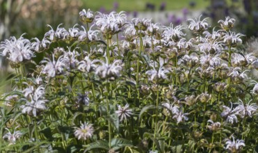 Wild bergamot (Monarda fistulosa), Münsterland, North Rhine-Westphalia, Germany