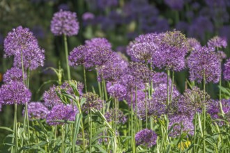 Ornamental leek (Allium sp.), inflorescence, Münsterland, North Rhine-Westphalia, Germany