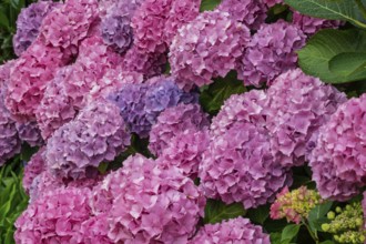 Hydrangea bush, Münsterland, North Rhine-Westphalia, Germany