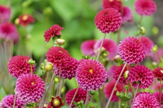 Dahlias (Dahlia), Münsterland, North Rhine-Westphalia, Germany