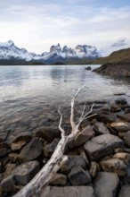 Dead branch on the shore of the lake Lago Pehoe, Cuernos del Paine massif, Torres del Paine