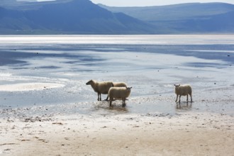 Free-range Icelandic sheep (Ovis), sheep on Rauðisandur beach, Raudisandur, near Patreksfjördur,