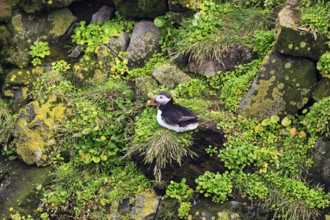 Lone puffin (Fratercula arctica) on a bird cliff, Latrabjarg headland, Westfjords, Iceland