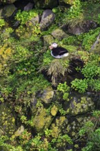 Lone puffin (Fratercula arctica) on a bird cliff, Latrabjarg headland, Westfjords, Iceland