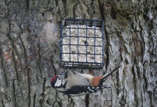 Great spotted woodpecker (Dendrocopos major) feeding on a lime tree (Tilia)
