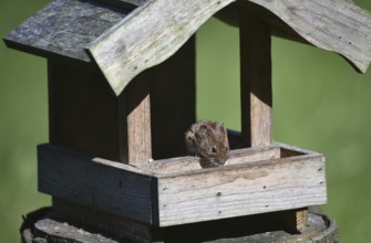 House mouse, (Mus musculus) eats sunflower seeds at the bird house