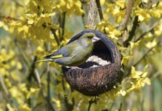 Greenfinch, (Chloris chloris) eats sunflower seeds from a coconut