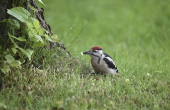 Great spotted woodpecker (Dendrocopos major) foraging in the grass