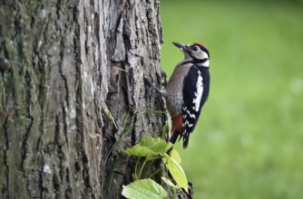 Great spotted woodpecker (Dendrocopos major) on a lime tree (Tilia)