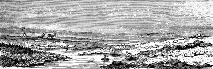 Expanse of barren tundra landscape, low vegetation, cold steppe in polar climate zone, reindeer,