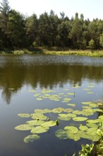 Yellow water-lily (Nuphar lutea) floating on the Mümmelkensee forest lake, Mümmelkensee nature