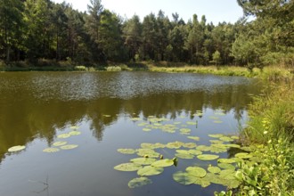 Yellow water-lily (Nuphar lutea) floating on the Mümmelkensee forest lake, Mümmelkensee nature