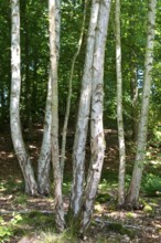 Young birch trees, Mümmelkensee nature reserve, Bansin, Usedom Island, Mecklenburg-Western