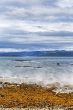 Hot spring flows into the sea, steaming rocky coast near Reykjanes, Súðavík, Ísafjarðardjúp fjord,