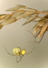 Common oval spider (Enoplognatha ovata) with egg cocoon, family of orb spiders (Theridiidae),