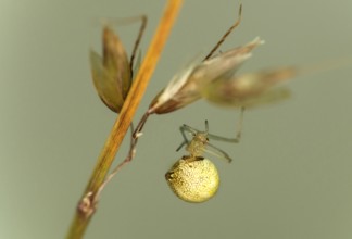 Common oval spider (Enoplognatha ovata), family of orb spiders (Theridiidae), Valais, Switzerland
