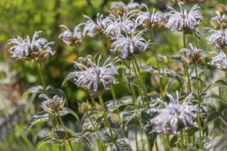 Wild bergamot (Monarda fistulosa), Münsterland, North Rhine-Westphalia, Germany