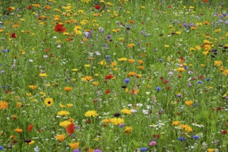 Colourful flower meadow, Münsterland, North Rhine-Westphalia, Germany