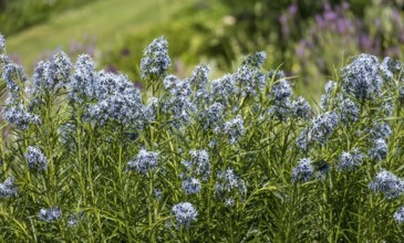 Blue star bush (Amsonia hubrichtii), Münsterland, North Rhine-Westphalia, Germany