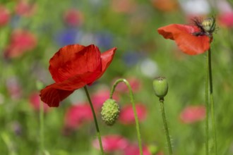 Corn poppy (Papaver rhoeas), Münsterland, North Rhine-Westphalia, Germany