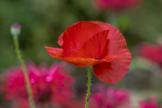 Corn poppy flower (Papaver rhoeas) in front of a bed with Indian nettle, Münsterland, North