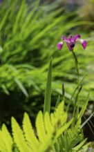Blooming marsh iris (Iris pseudacorus) at a pond, Münsterland, North Rhine-Westphalia