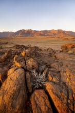 Desert landscape with Brandberg in the morning light, at sunrise, Erongo, Damaraland, Namibia