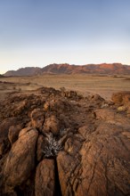 Desert landscape with Brandberg at sunrise, Erongo, Damaraland, Namibia