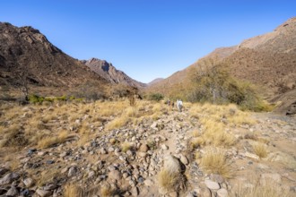 Tourists on a hiking trail in the Tsisab Gorge, White Lady Trail, desert landscape, Brandberg,