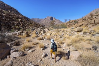 Tourist on a hiking trail in the Tsisab Gorge, White Lady Trail, desert landscape, Brandberg,